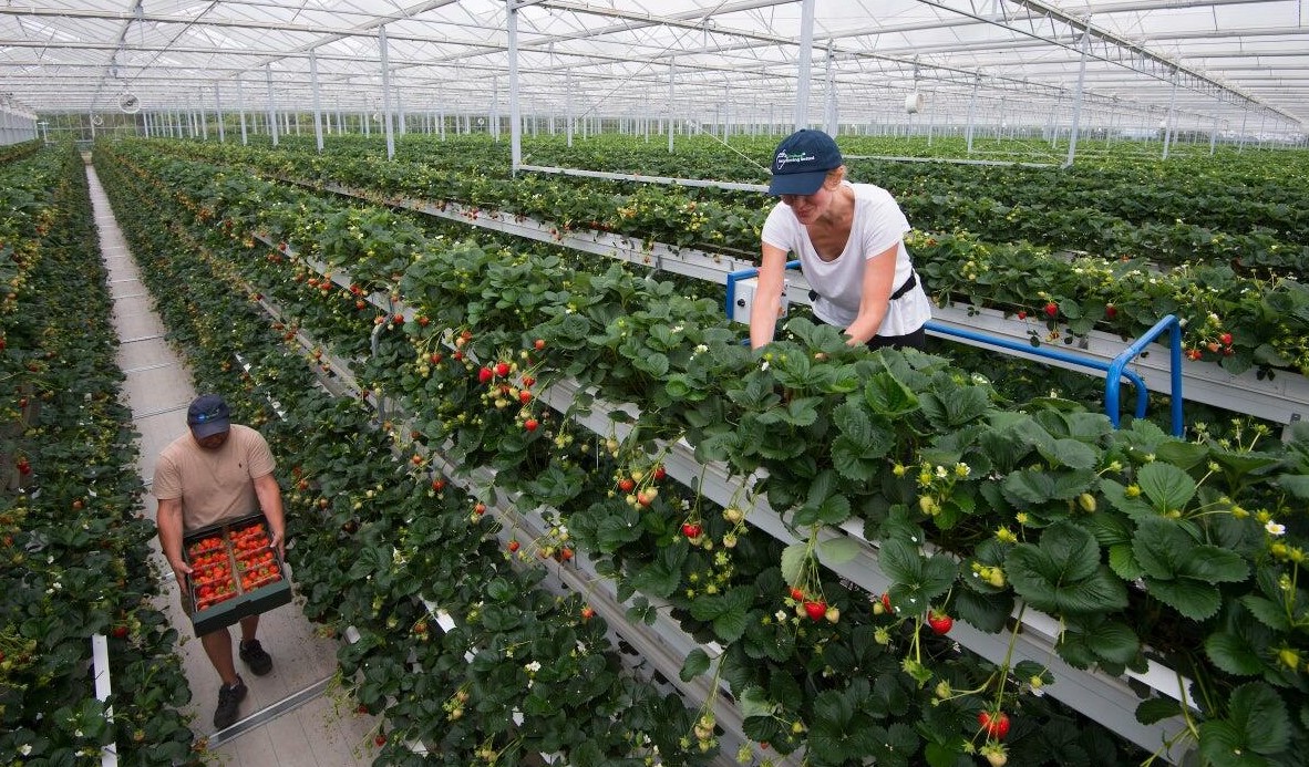fresh produce fresh produce
