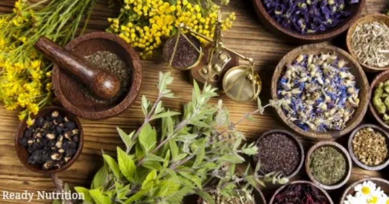herb garden herb garden