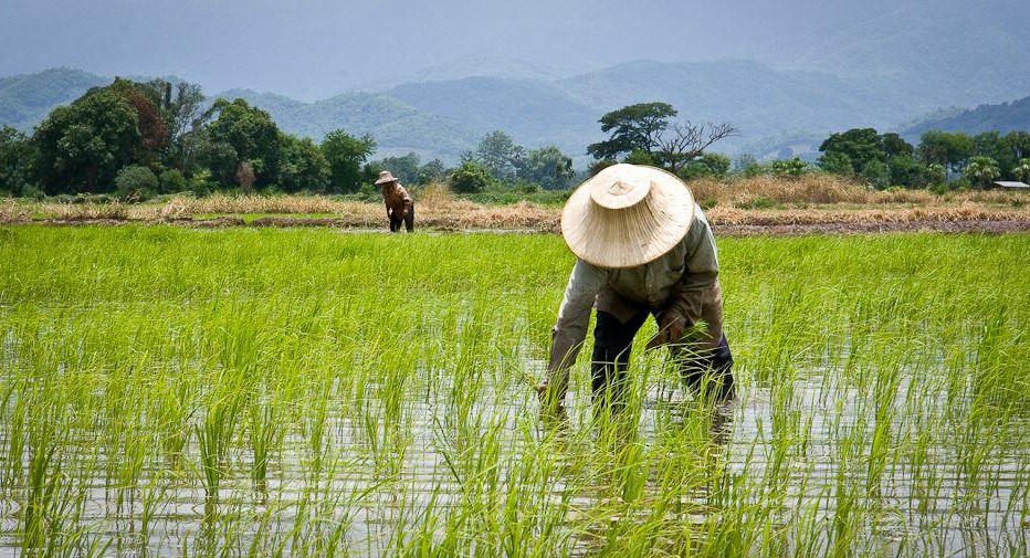 rice production rice production