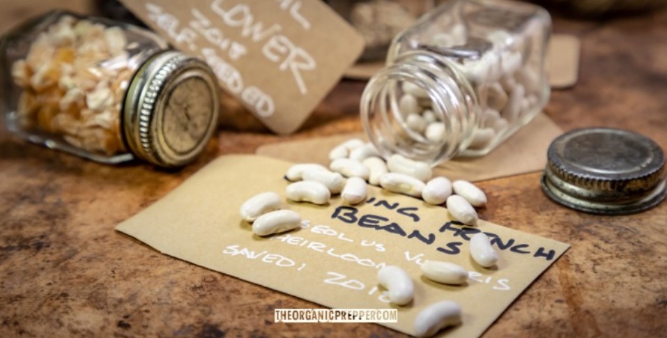 seed bank o