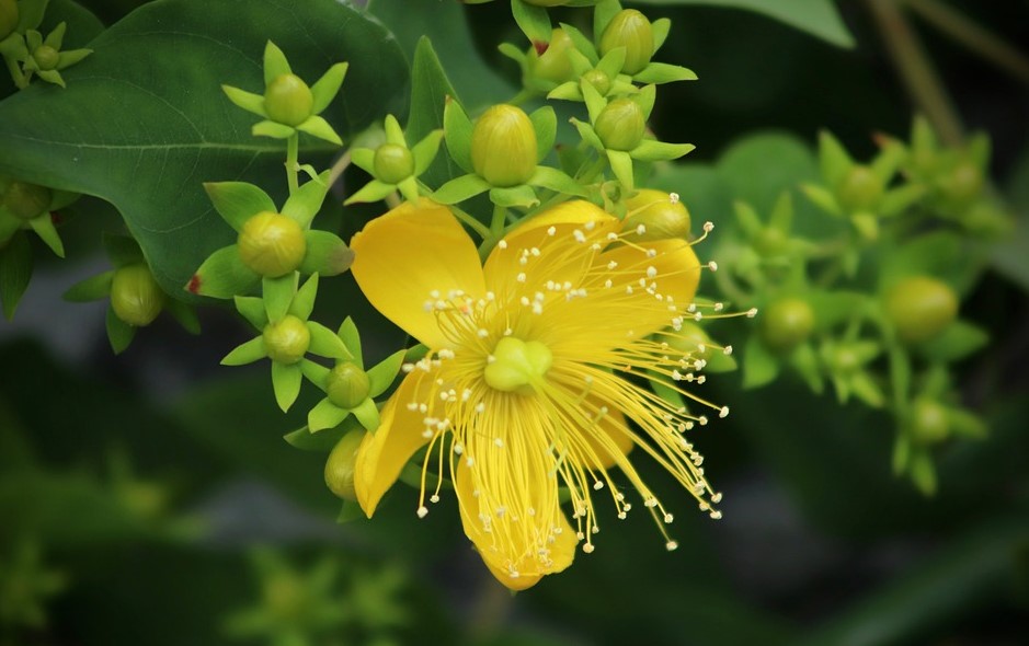 st johns wort pixa st johns wort pixa