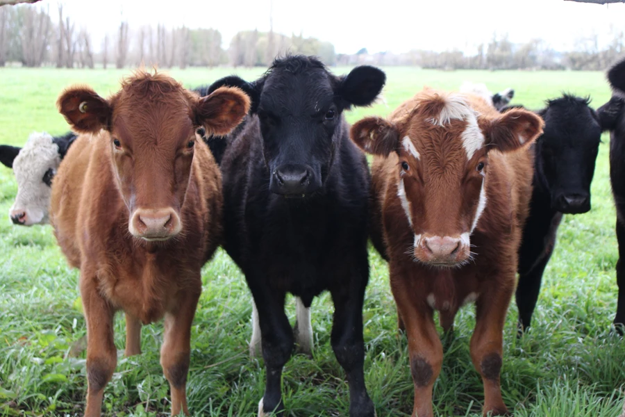 beefcows-sheep_climate-change