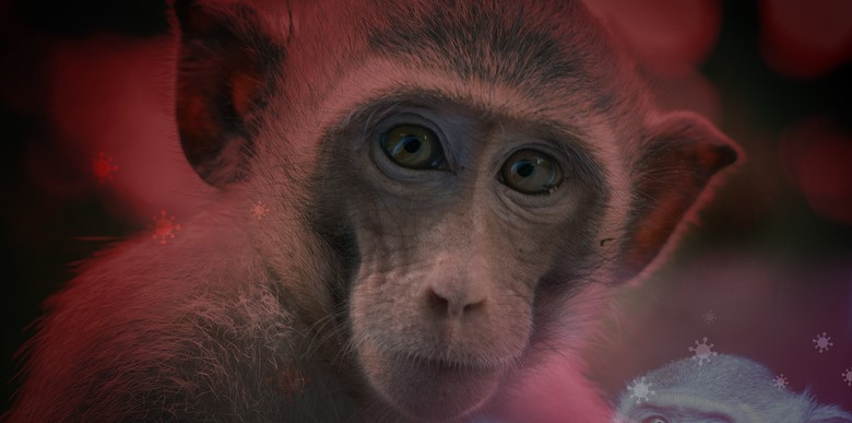 monkeypox sim