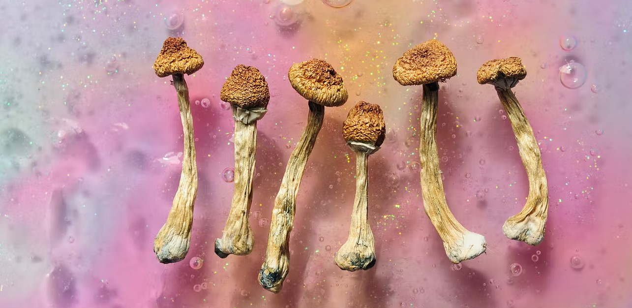 psych mushrooms