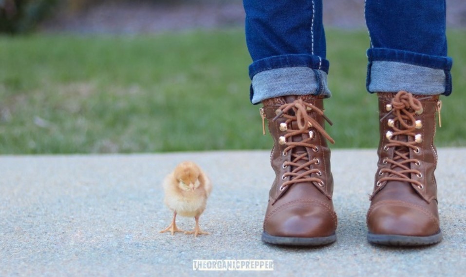 raising chickens op