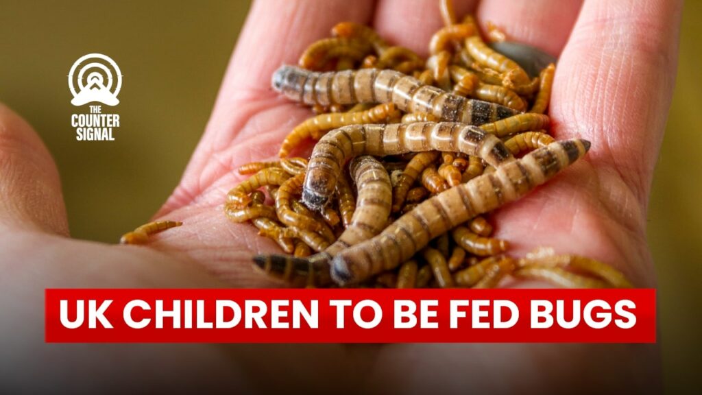 uk-school-to-feed-bugs-1024x576 uk-school-to-feed-bugs-1024x576