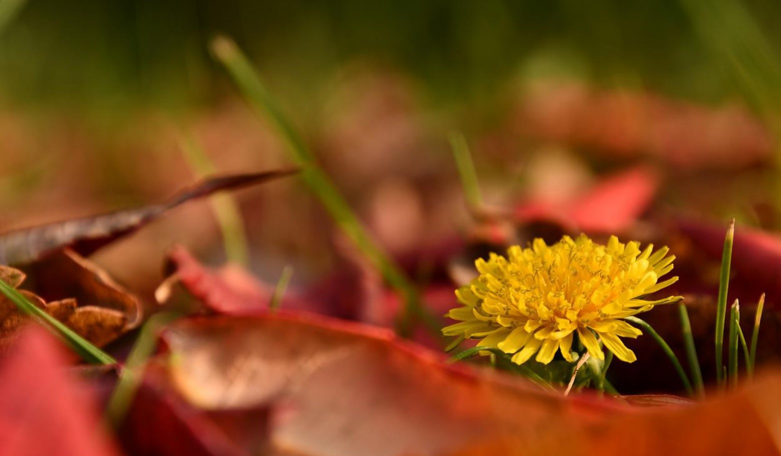 dandelion