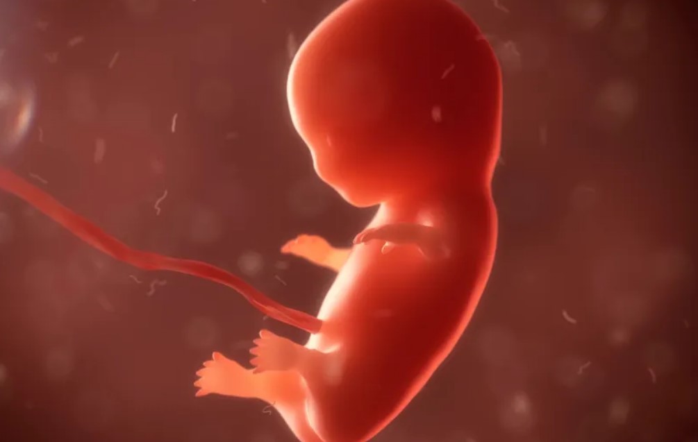 fetus