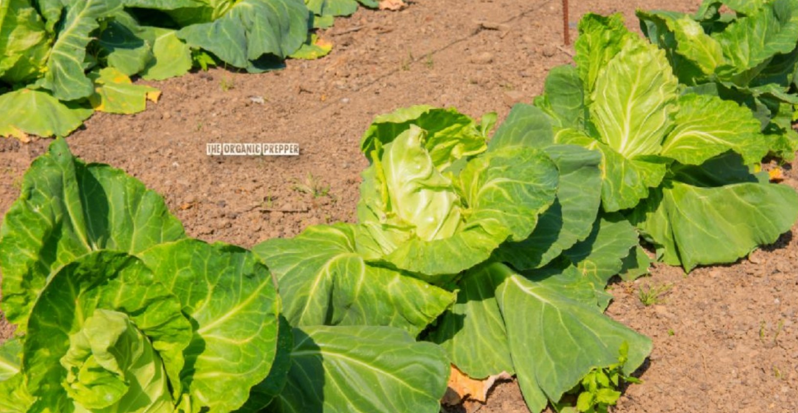 gardening arid