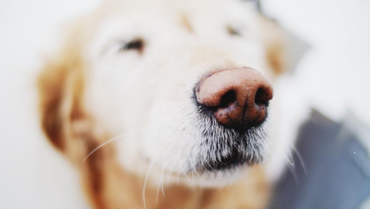 nose