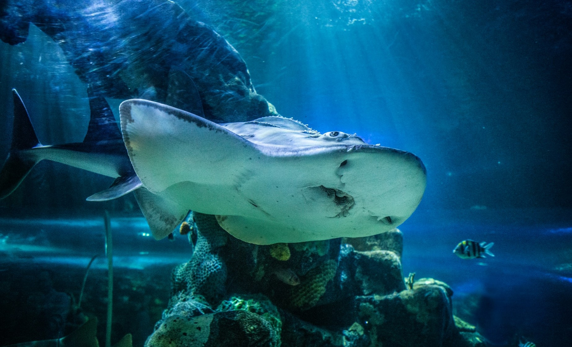 ocean life kheel