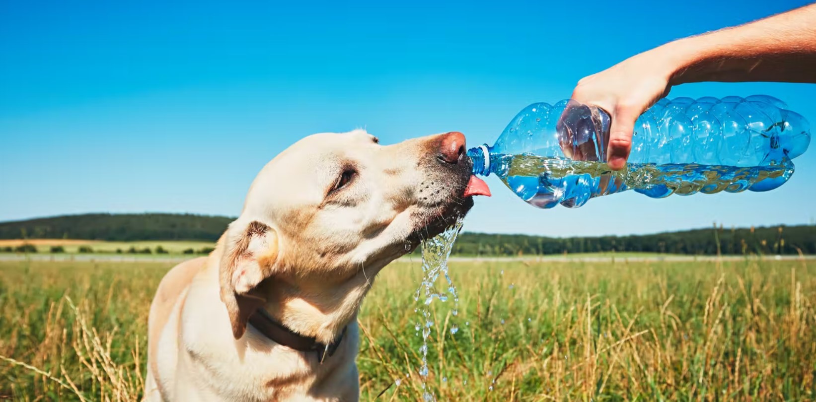 pets heatwave