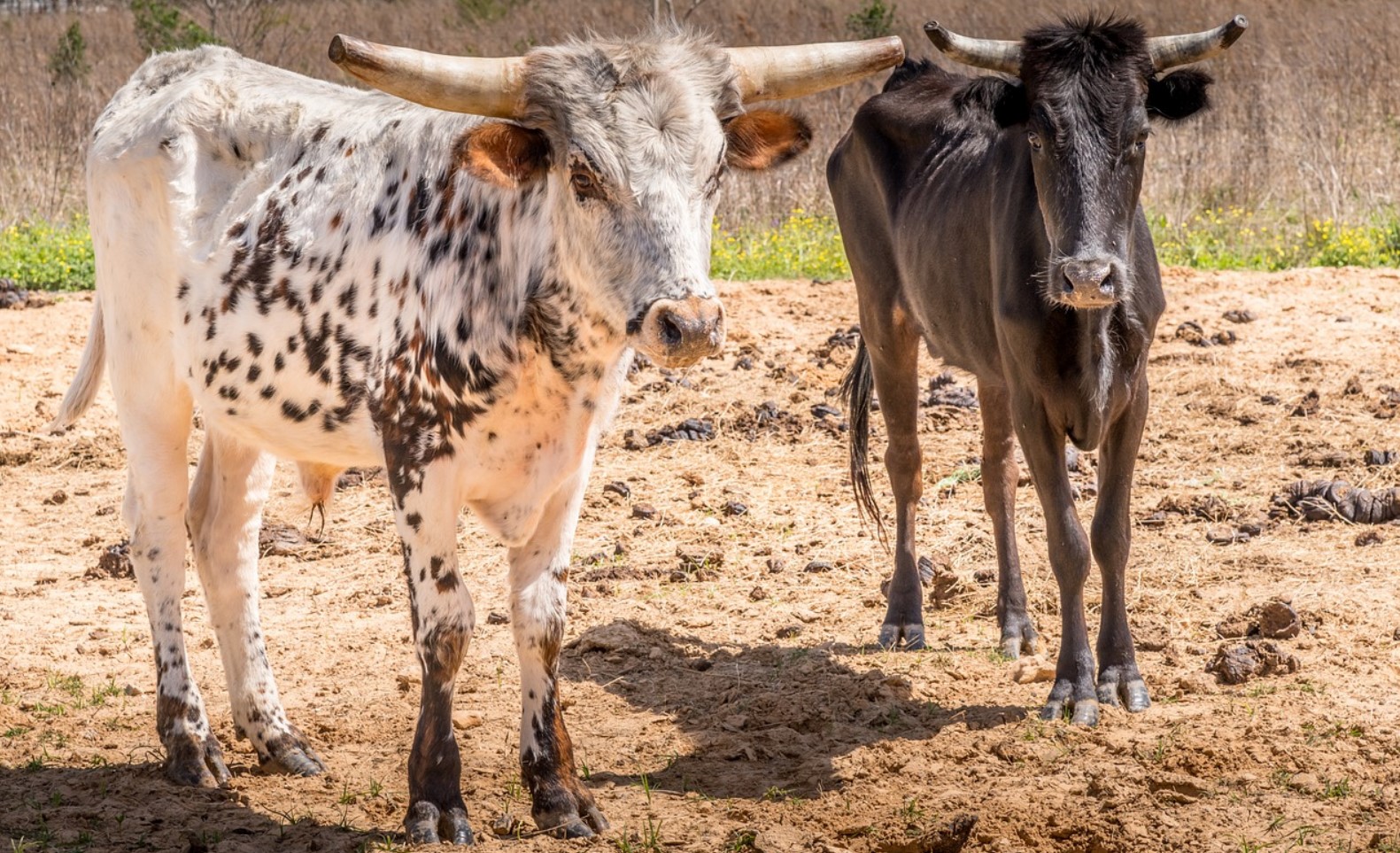 ranchers selling ranchers selling