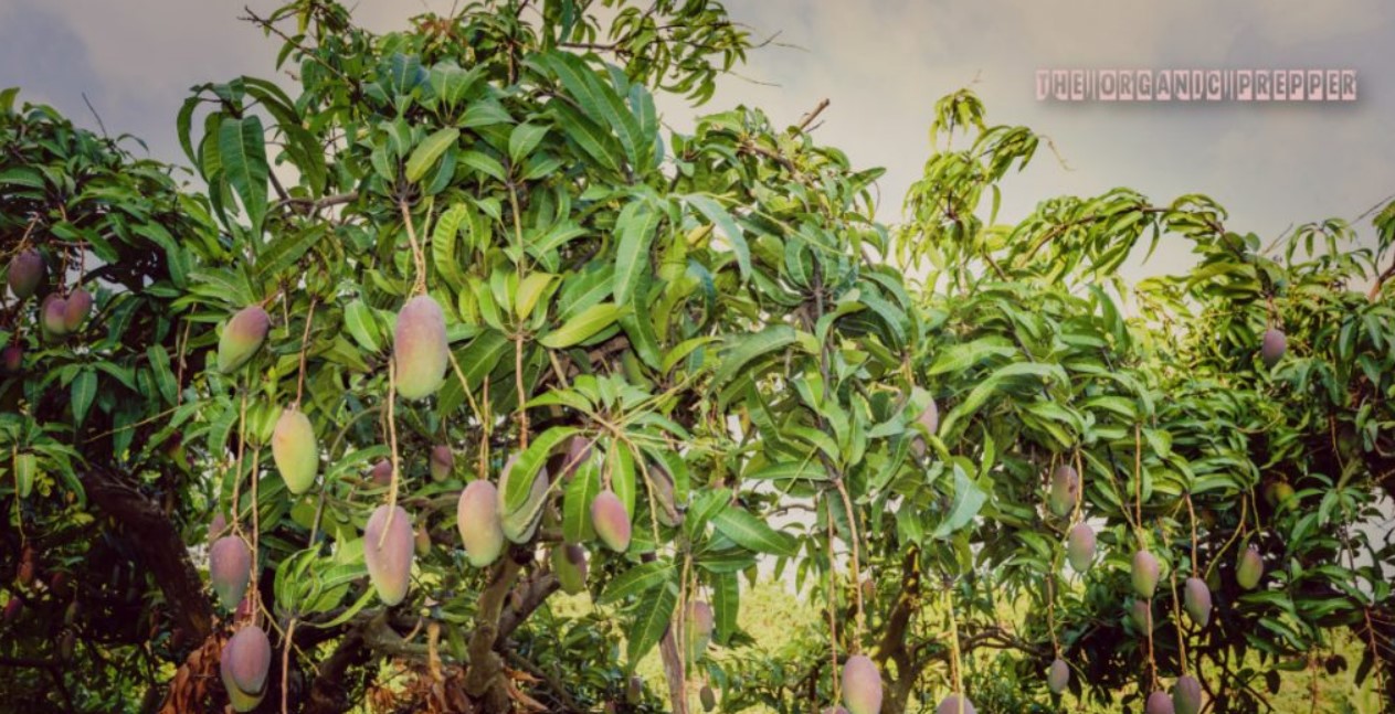 ven fruit