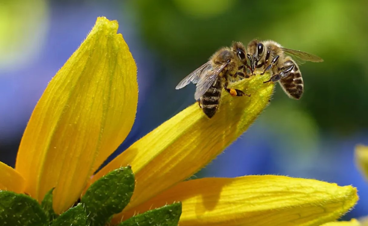 bees pexels