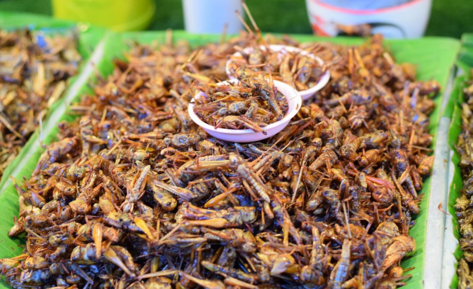 crickets rl