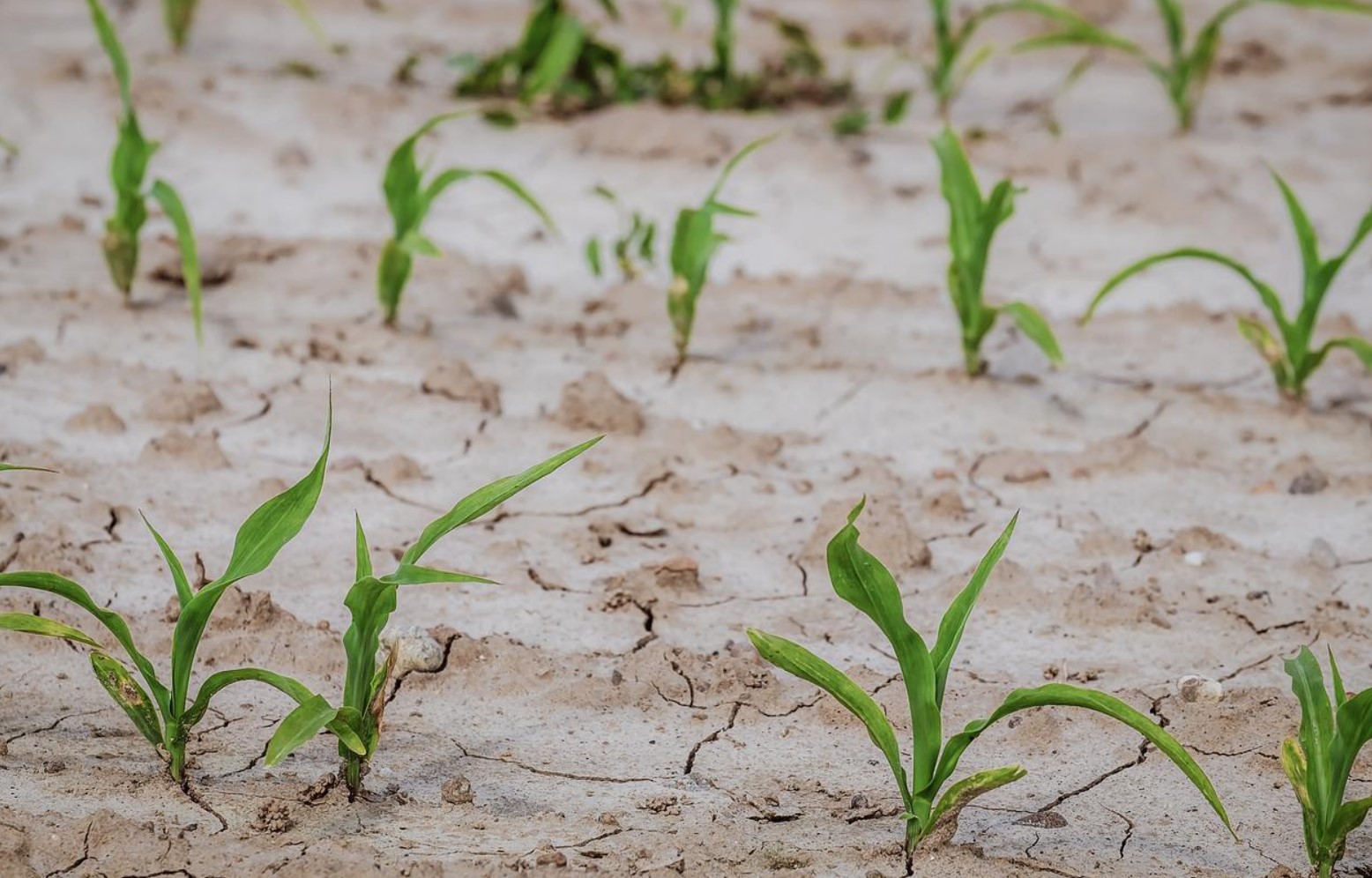 farmers crops ecb
