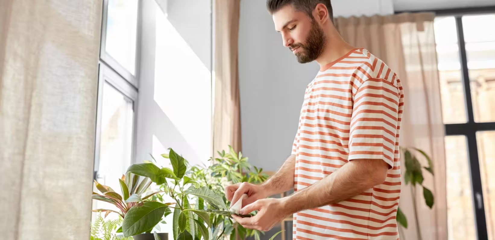 houseplant health