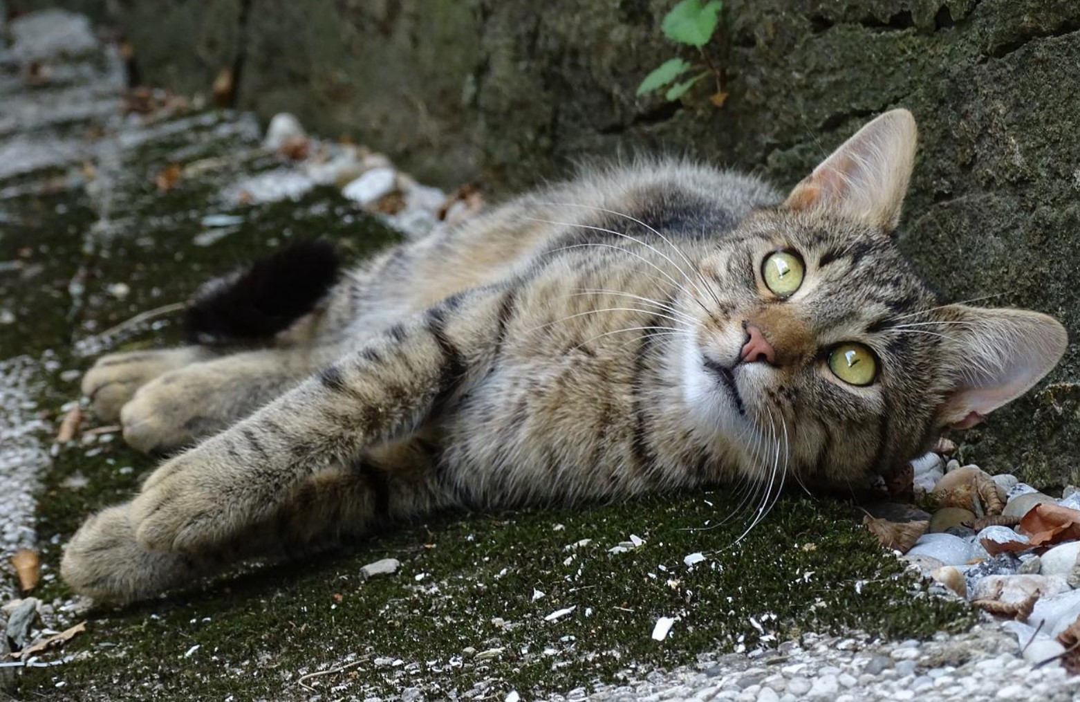 pet hearing
