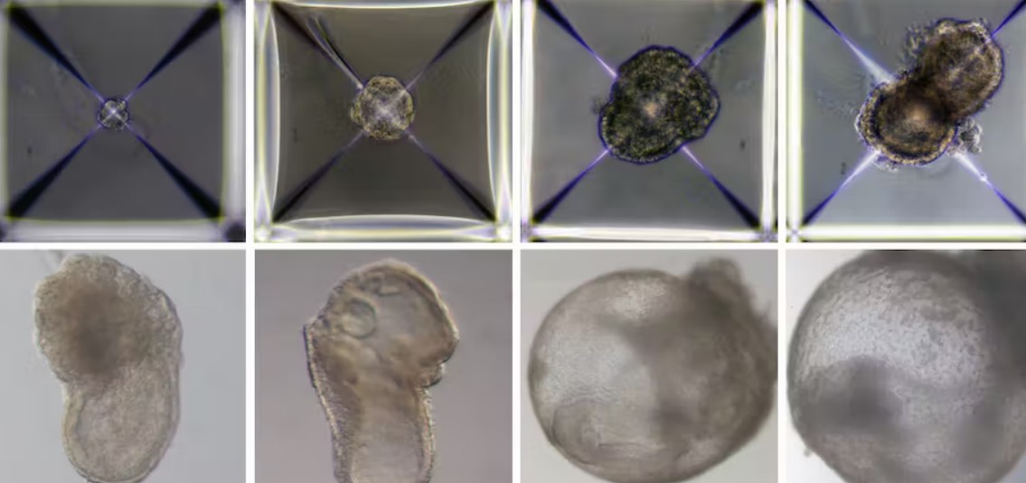 synthetic embryo