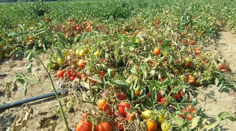 tomato drought tomato drought