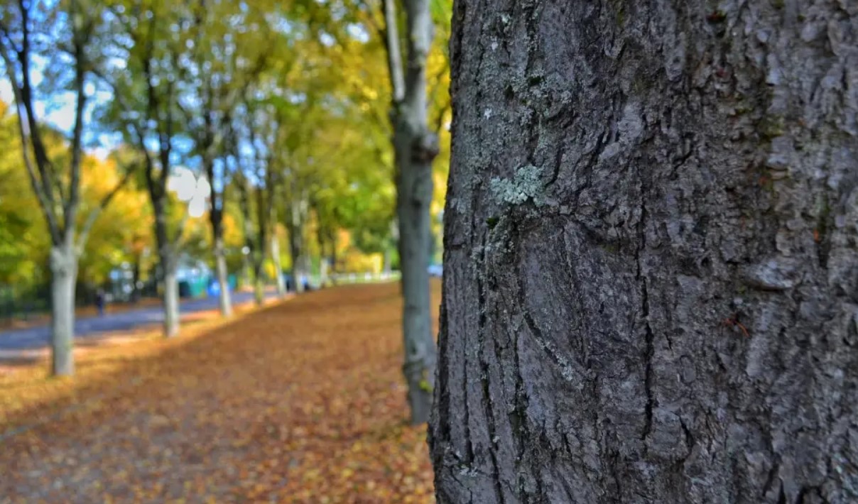 bark pexels bark pexels