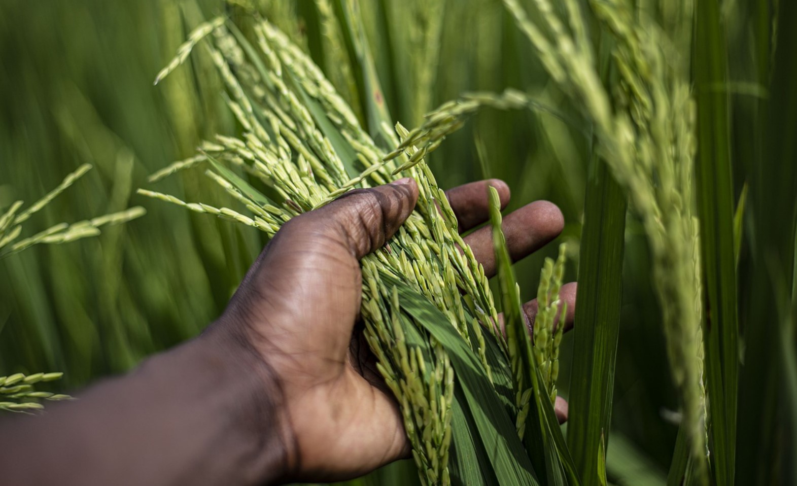 rice production
