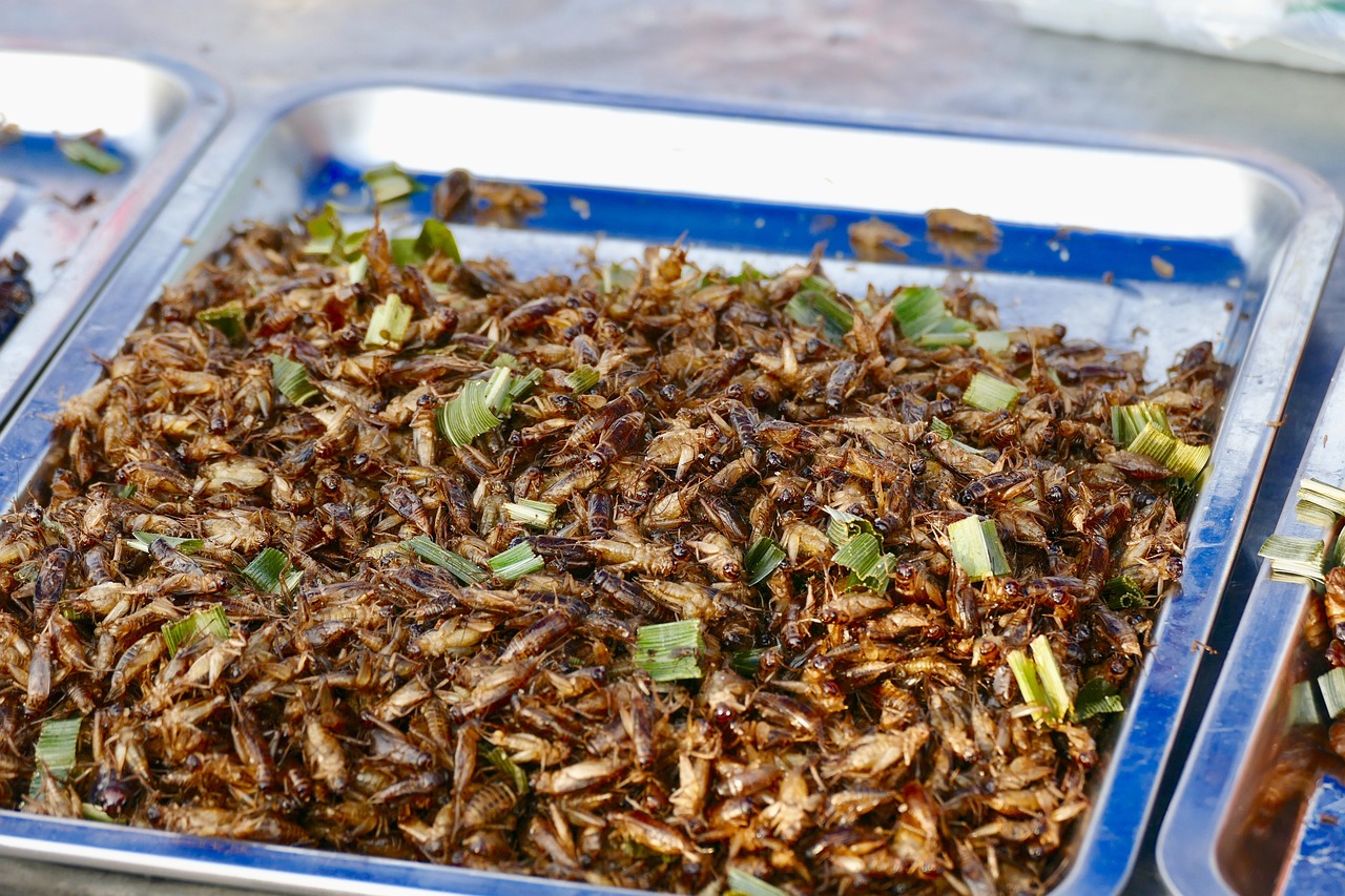 edible crickets pixa