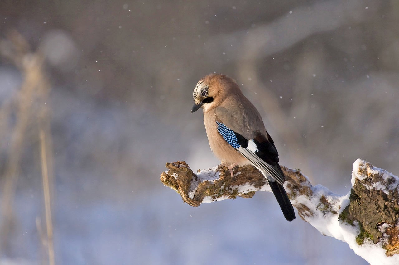 jay-548381_1280