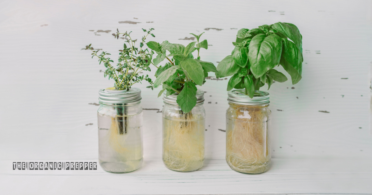 kratky-jars