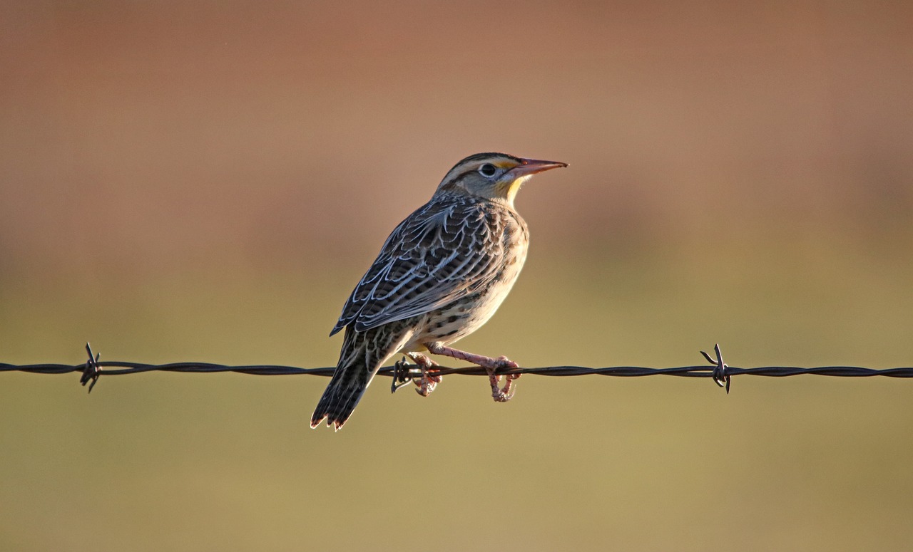 meadowlark-6723761_1280