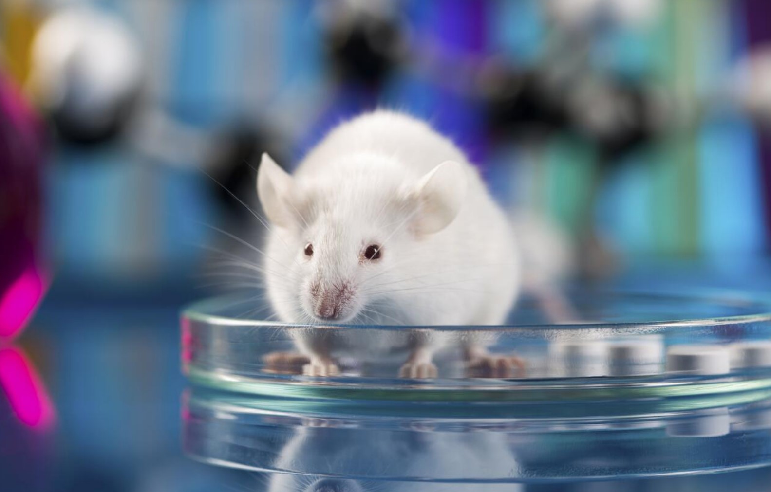 mouse zh
