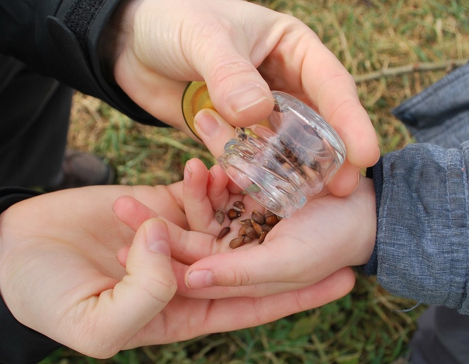seeds planting pixa seeds planting pixa