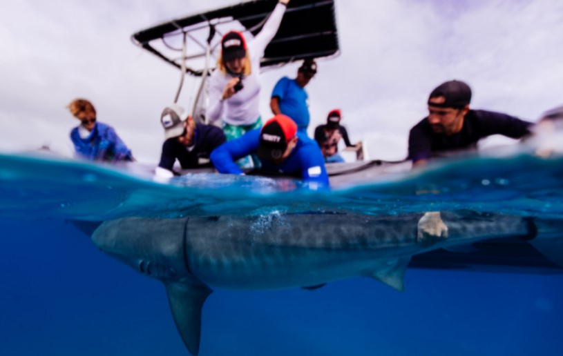 sharks
