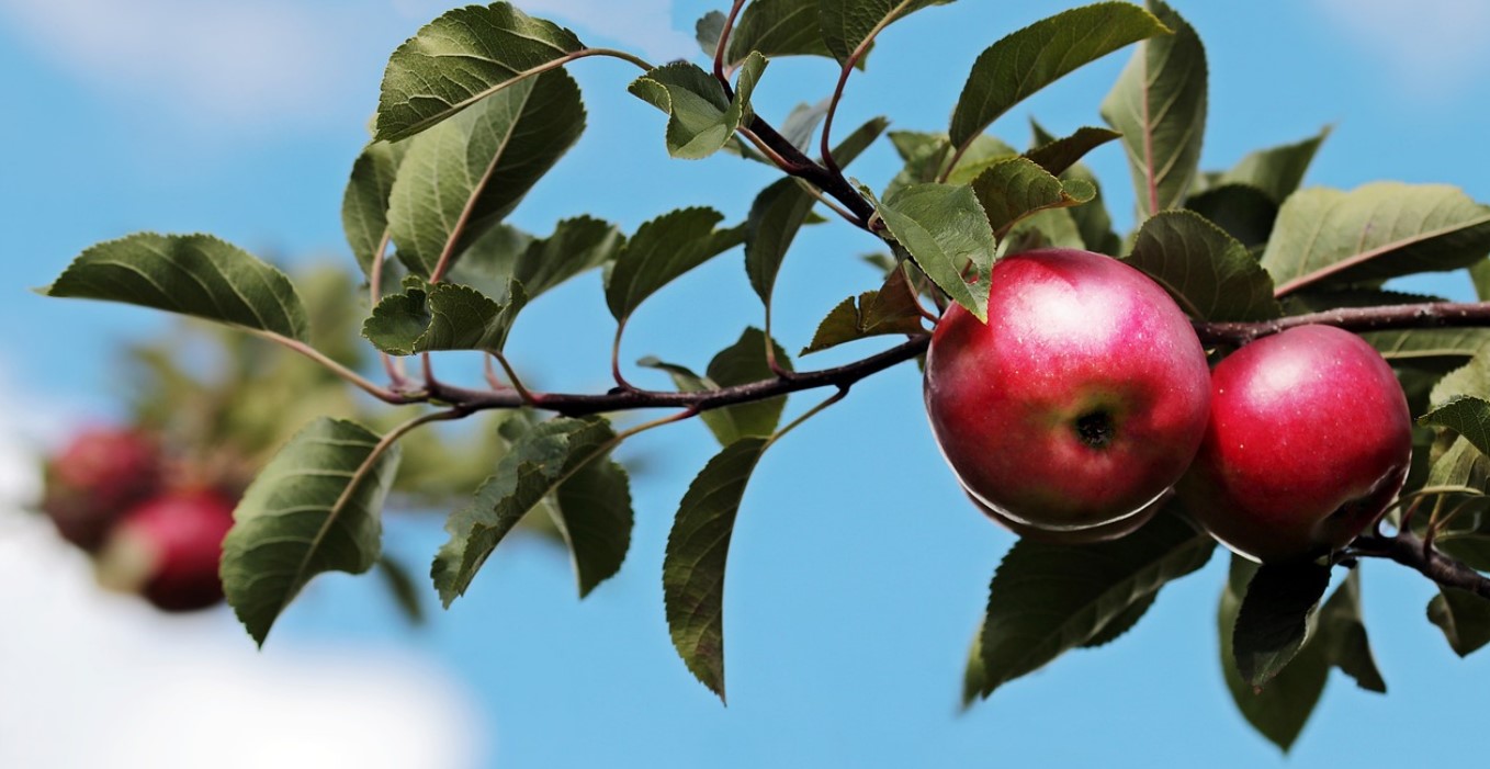 two apples pixa