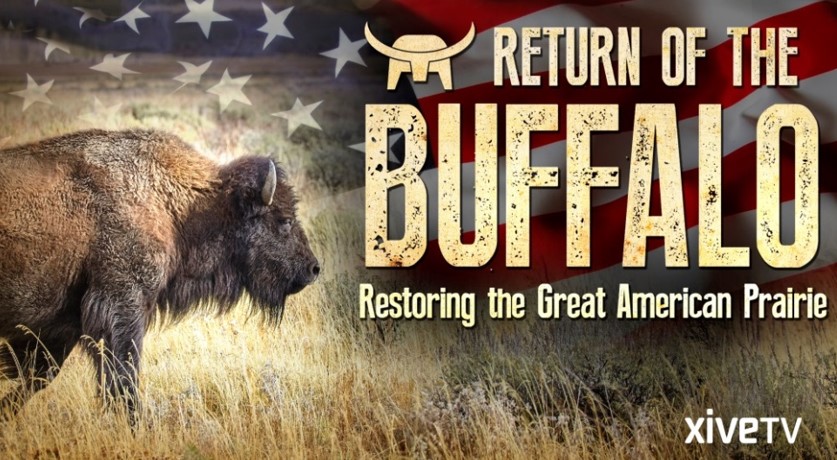 buffalo return