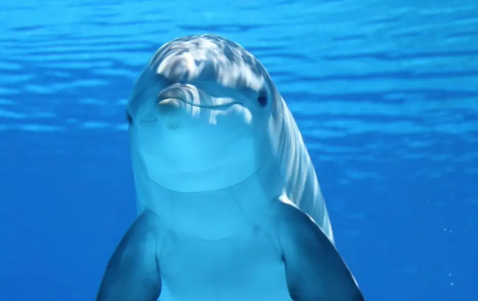 dolphin dolphin