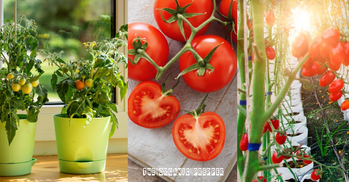 indoor tomatoes op