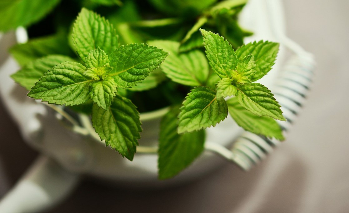 peppermint pixa