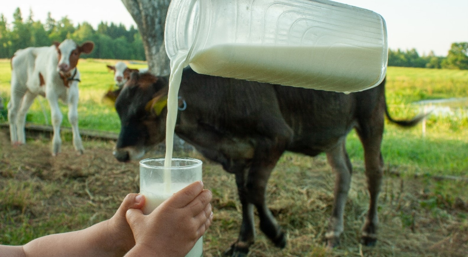raw milk missouri tac raw milk missouri tac