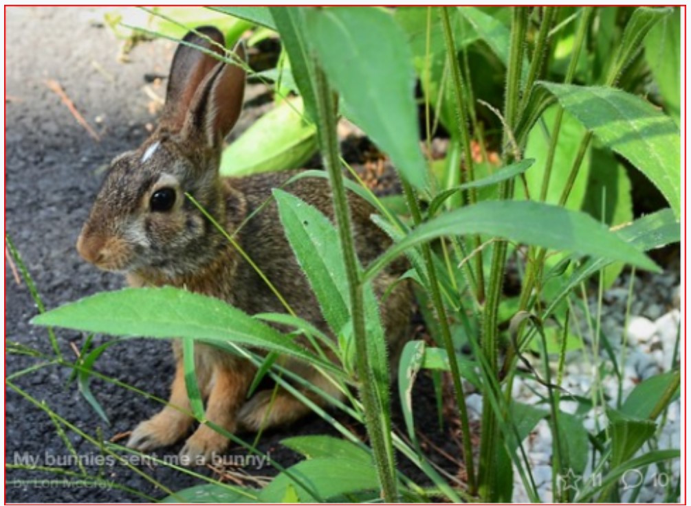 bunny