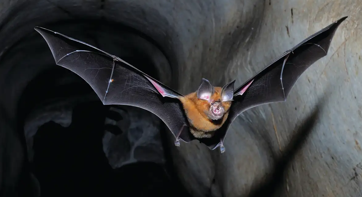 horseshoe bat flying 1_8 horseshoe bat flying 1_8