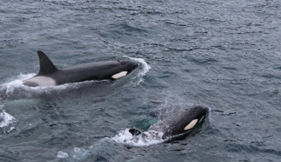orcas orcas