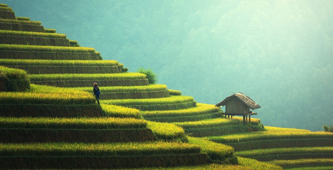 thailand rice pixa thailand rice pixa