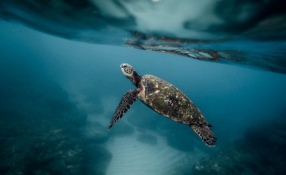 turtle