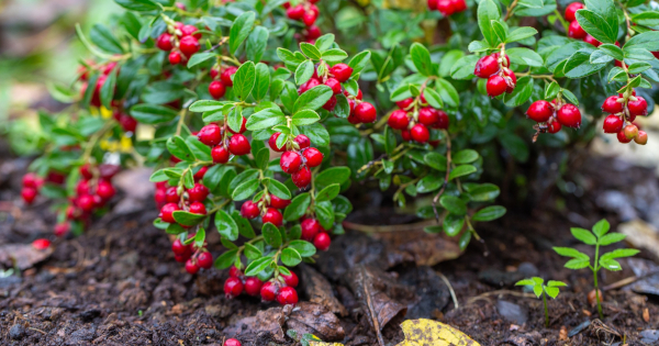 Love_Berries-10_Reasons_Why_You_Should_Try_Lingonberries-GreenMedInfo