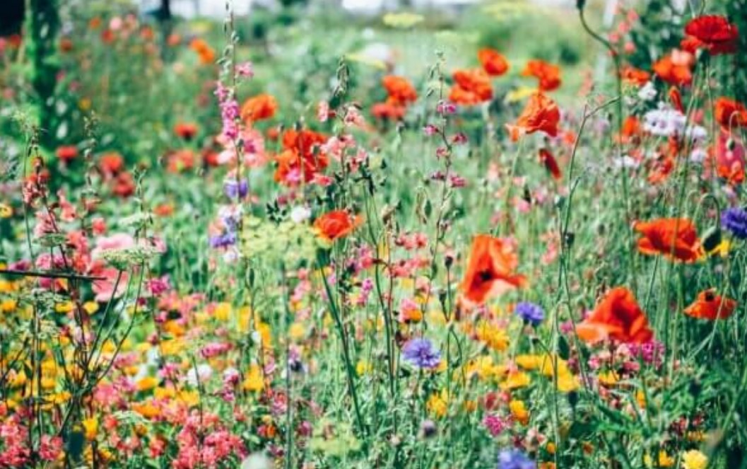 garden flowers garden flowers