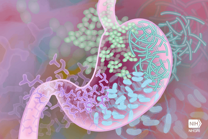 gut-b12