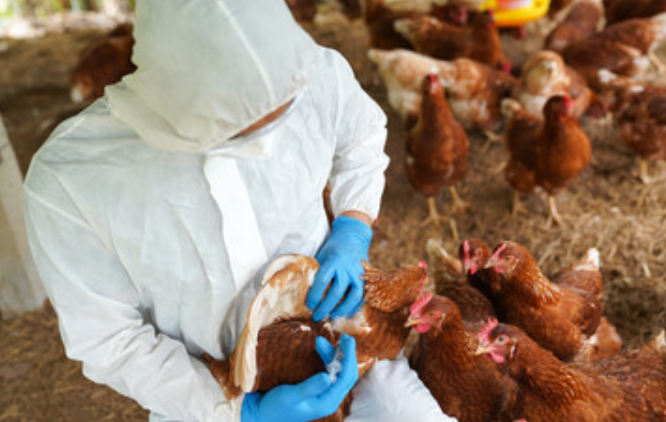 chicken cull