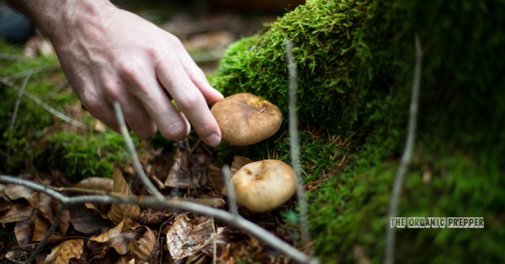 foraging-in-fall-and-winter-1024x536 foraging-in-fall-and-winter-1024x536